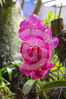 Tropical red natural blooming Asian orchid flower in Royal Botanical Gardens Peradeniya, Kandy, Sri Lanka