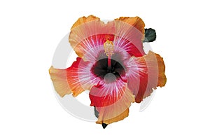 Tropical Red and Orange Hibiscus Isolated on White