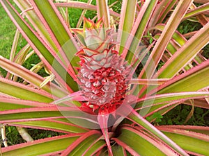 Tropical Red Pineapple Growing with Variegated Leaves photo