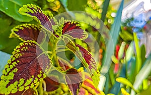 Tropical red pink purple plant in Puerto Escondido Mexico photo