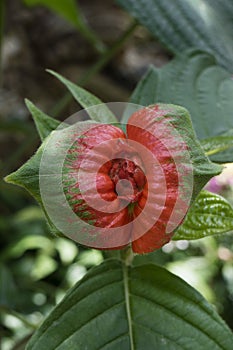 Psychotria poeppigiana flower photo