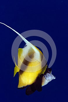 Tropical Red Sea Banner-Fish Underwater