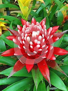 A tropical red and white Bromelia flower