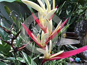 Tropical red and yellow bird of paradise