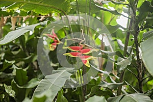 Tropical red and yellow heliconia