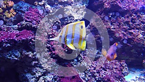 Tropical reef aquarium fish and sea life - the butterfly fish