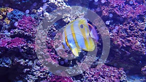 Tropical reef aquarium fish and sea life - the butterfly fish