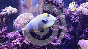 Tropical reef aquarium fish and sea life species