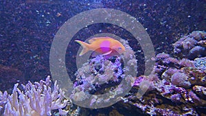 Tropical reef aquarium fish and sea life species