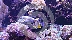 Tropical reef aquarium fish and sea life species