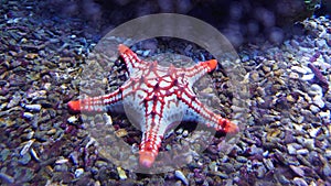 Tropical reef aquarium fish and sea life - the star fish