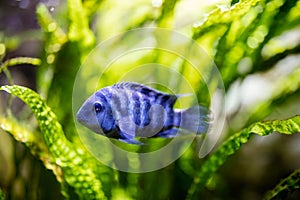 Tropical reef blue fish