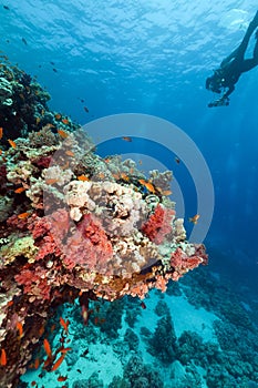 Tropical reef and diver in the Red Sea.