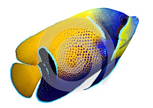 Tropical reef fish