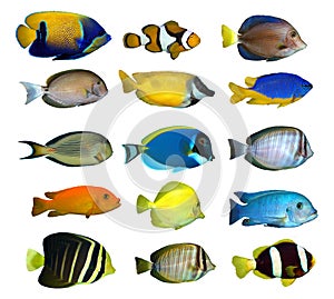 Tropical reef fish