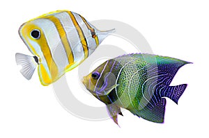 Tropical reef fish