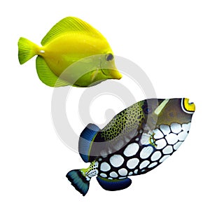 Tropical reef fish