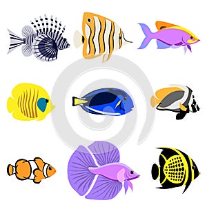 Tropical reef fish collection