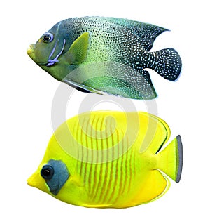 Tropical reef fish