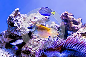 Tropical reef fish Paracanthurus hepatus