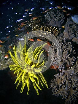 Tropical Reef & Fishes