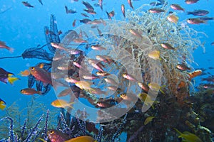 Tropical Reef life, Sogod Bay, Leyte, Philippines