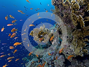 Tropical Reef Scene with red fish