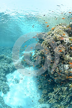 Tropical reef in shallow clear water