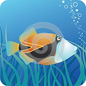 Tropical reef triggerfish under water photo