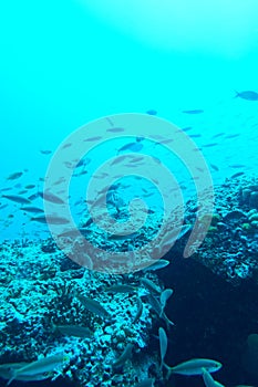 Tropical Reef underwater in Thailand