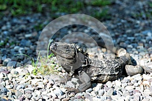 Tropical reptile. Lizard iguana in wildlife. Big lizard at Roatan Honduras. Wild life concept. Animal rights. Save