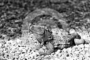 Tropical reptile. Lizard iguana in wildlife. Big lizard at Roatan Honduras. Wild life concept. Animal rights. Save