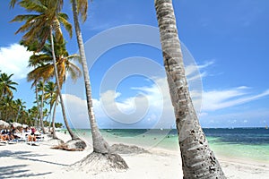 Tropical resort beach fringed with palm trees