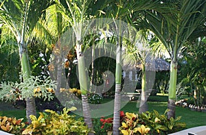 Tropical resort gardens