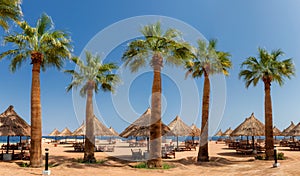 Tropical resort, palm trees in Sunny beach in Sharm Al Sheikh, Egypt, Africa.