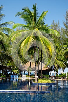 Tropical Resort  swimming pool Palm Trees