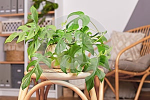 Tropical `Rhaphidophora Tetrasperma` houseplant in flower pot on table