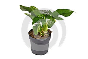 Tropical `Rhaphidophora Tetrasperma` houseplant with leaves with holes, also called `Monstera Minima` in pot
