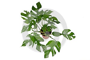 Tropical `Rhaphidophora Tetrasperma` houseplant with small leaves with holes, also called `Monstera Minima` or `Piccolo` photo
