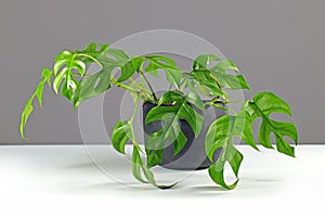 Tropical `Rhaphidophora Tetrasperma` houseplant with small leaves with holes in black flower pot