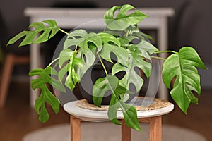 Tropical `Rhaphidophora Tetrasperma` houseplant with small leaves with holes on coffee table
