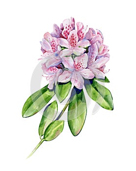 Tropical rhododendron flower watercolor isolated on white.