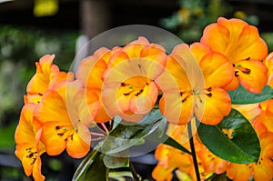 Tropical Rhododendron flowers