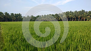 Tropical rice and coconut tree  farm on a bright day.