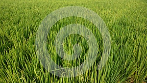 Tropical rice farm on a bright day.