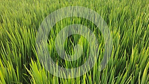 Tropical rice  farm on a bright day.