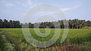 Tropical rice seedlings   farm on a bright day.