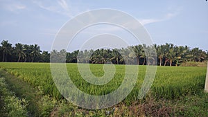 Tropical rice seedlings   farm on a bright day.