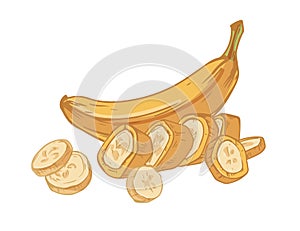 Tropical ripe banana fruit with chopped slices isolated on white background. Hand-drawn fresh yellow fruit with its
