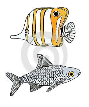 Tropical and river fish. Copperband Butterflyfish and common carp. Vector Chelmon rostratus fish. Hand drawn yellow beaked